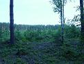 Поляна в лесу на месте пожарища (2004).